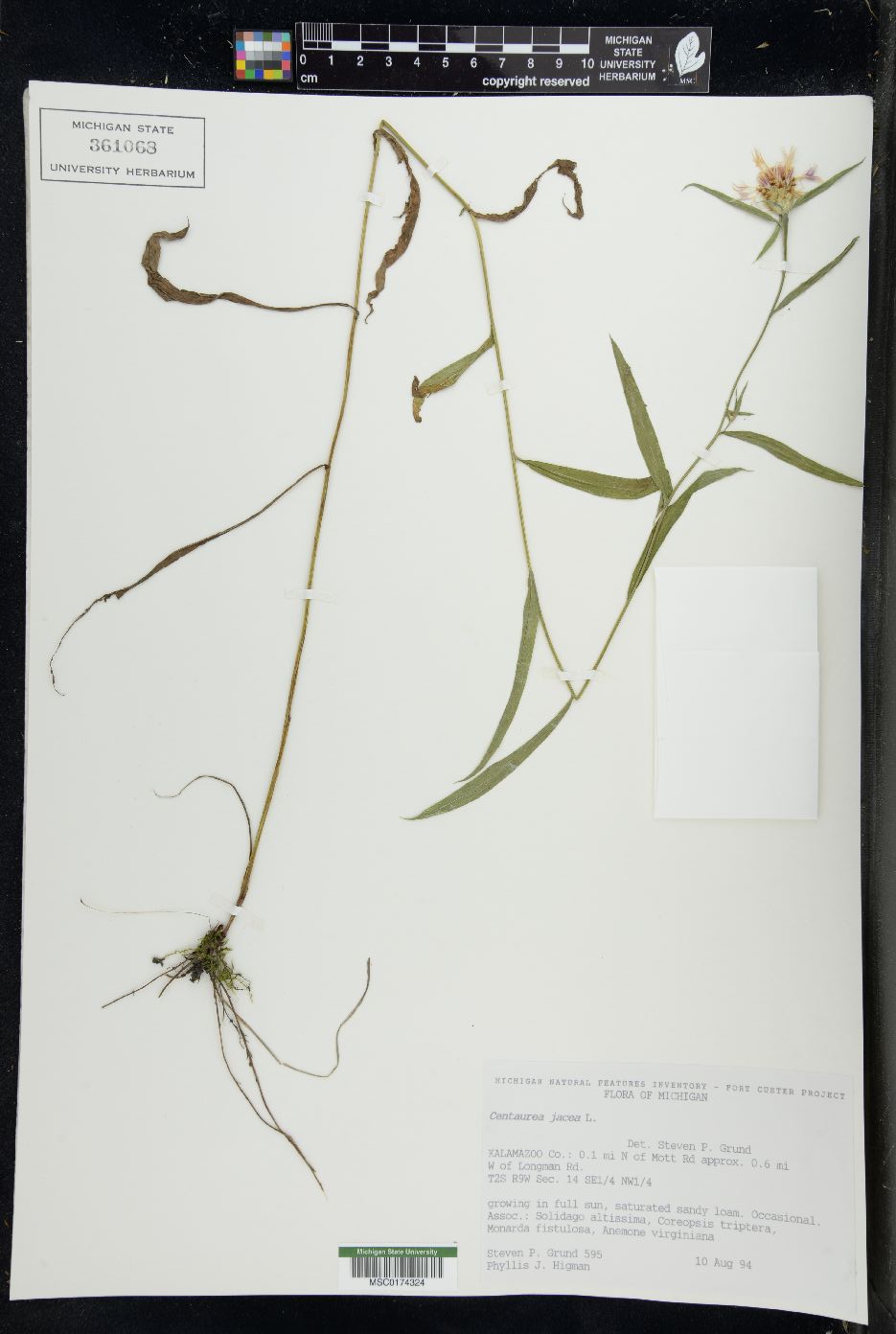 Centaurea jacea image