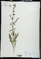 Cichorium intybus image