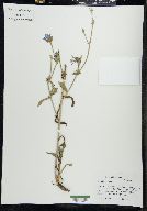 Cichorium intybus image