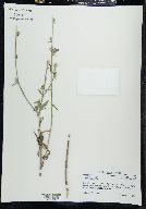 Cichorium intybus image