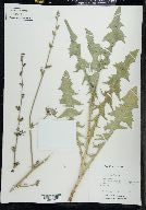 Cichorium intybus image