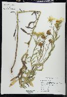 Heterotheca camporum var. camporum image