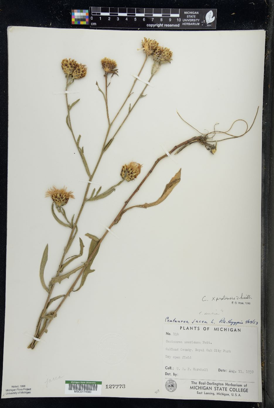 Centaurea x pratensis image