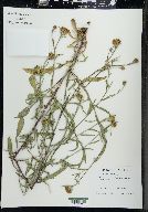 Centaurea x pratensis image