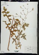 Lactuca hirsuta image