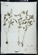 Bidens discoidea image