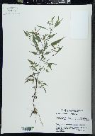 Bidens discoidea image