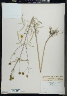 Bidens trichosperma image