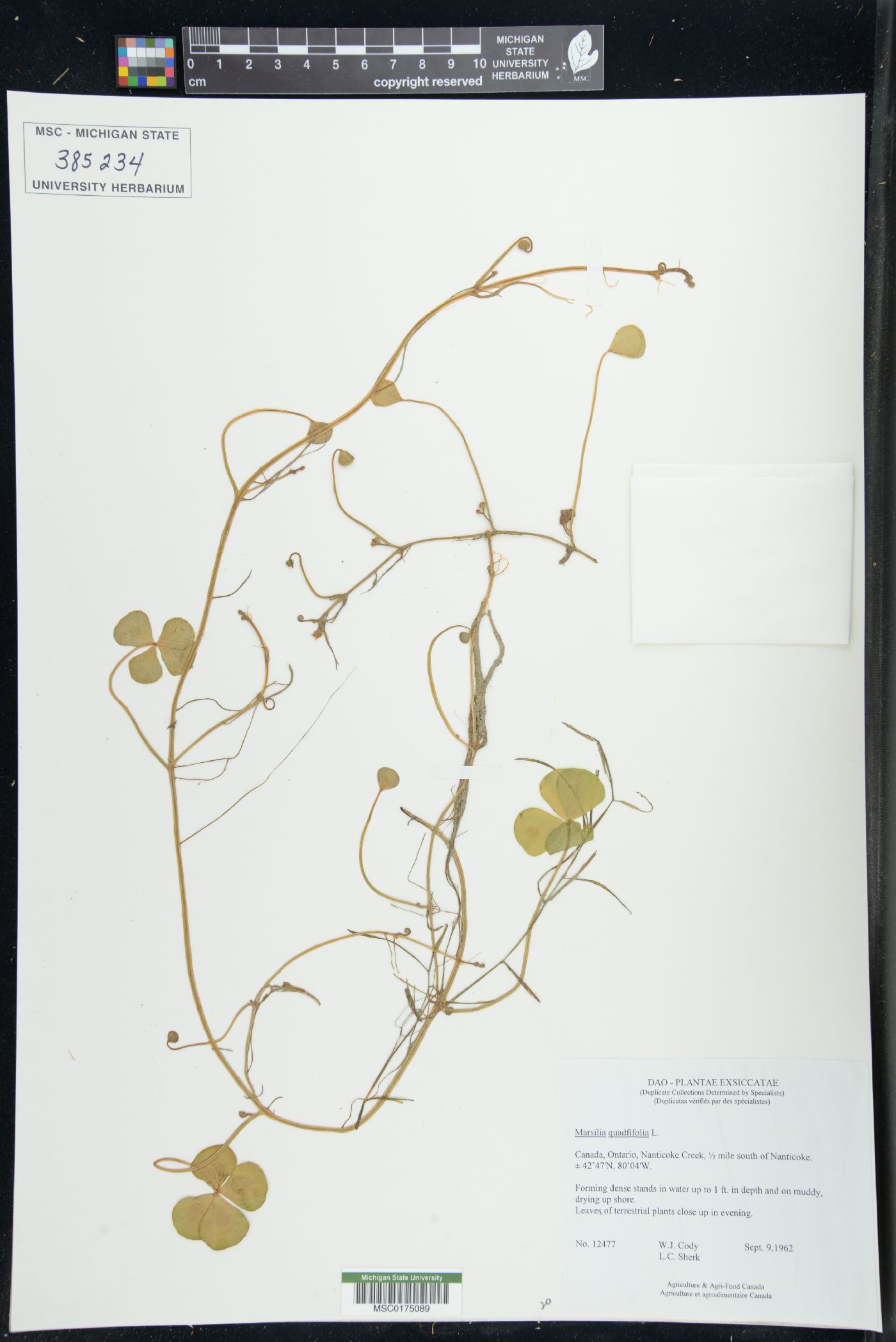 Marsilea quadrifolia image