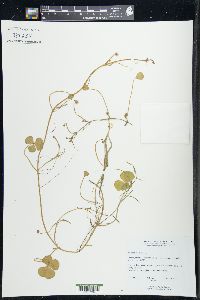 Marsilea quadrifolia image