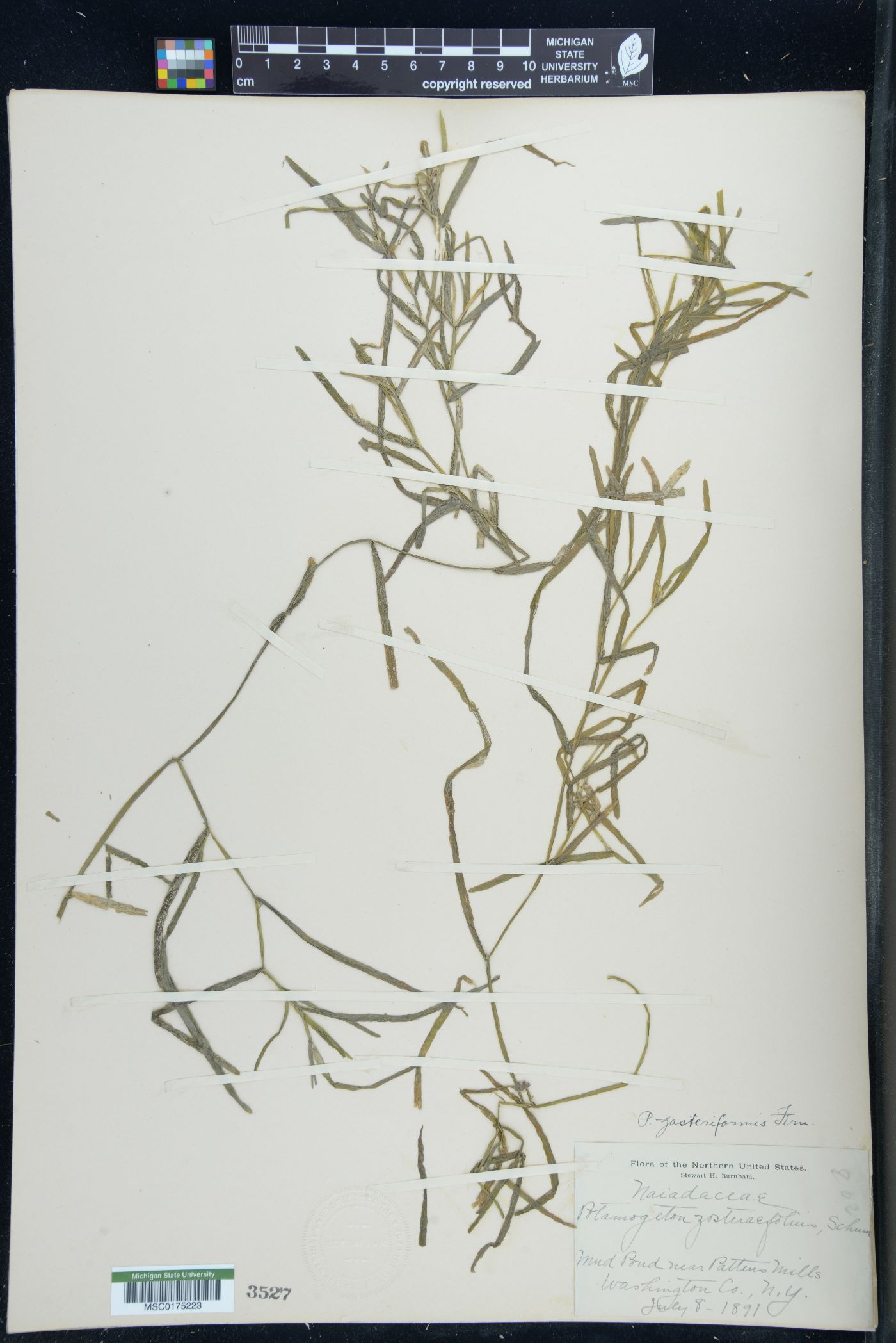 Potamogeton zosterifolius image
