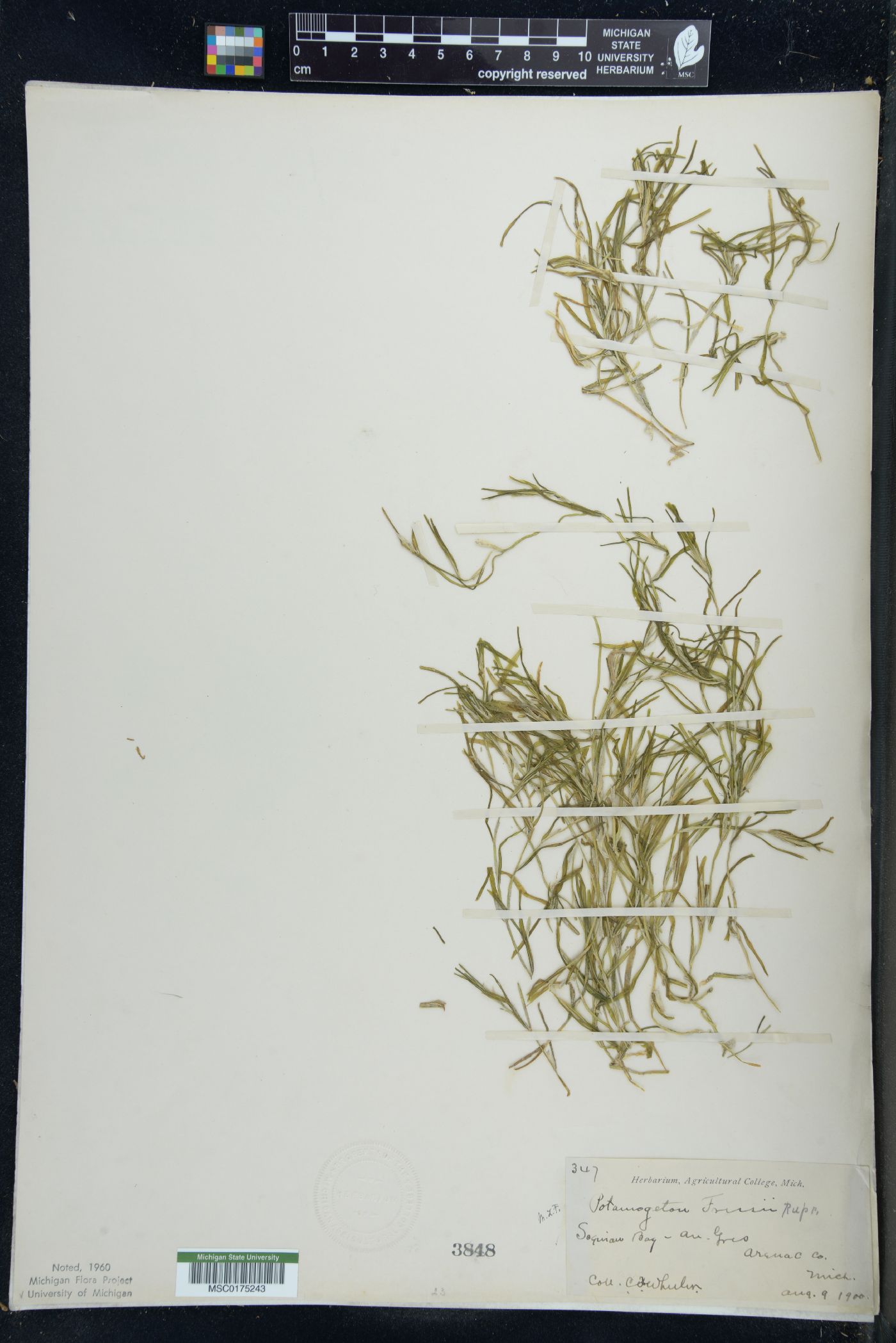 Potamogeton friesii image
