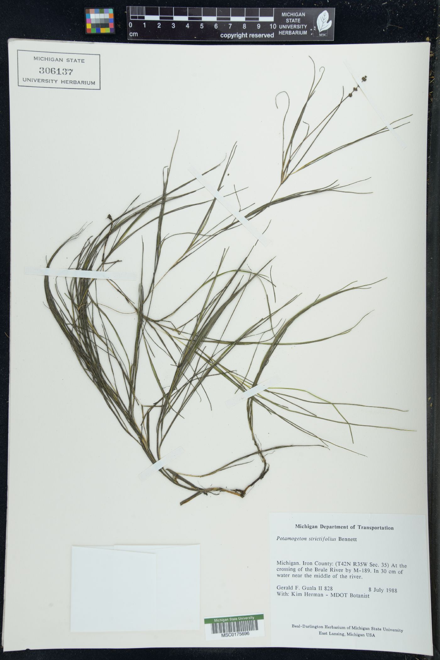 Potamogeton strictifolius image