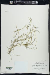 Potamogeton strictifolius image