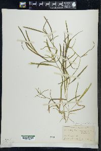 Potamogeton zosteriformis image
