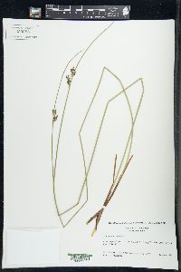 Juncus balticus subsp. littoralis image