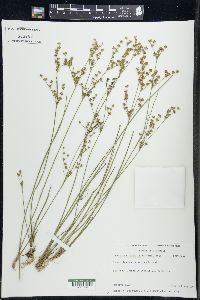 Juncus brevicaudatus image