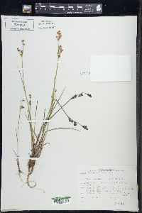 Juncus brevicaudatus image