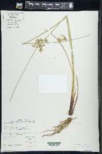 Juncus effusus var. pylaei image