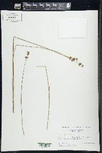 Juncus longistylis image