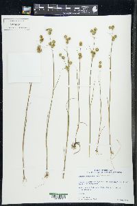 Juncus scirpoides image