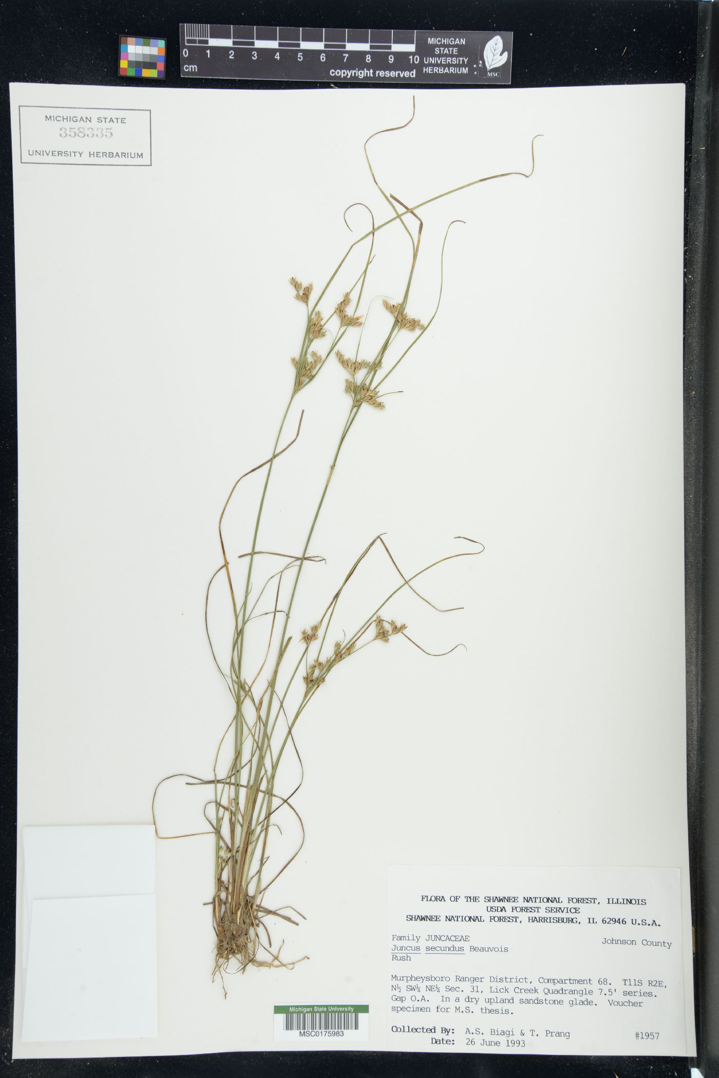 Juncus secundus image