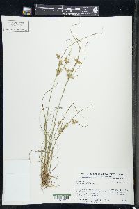 Juncus secundus image