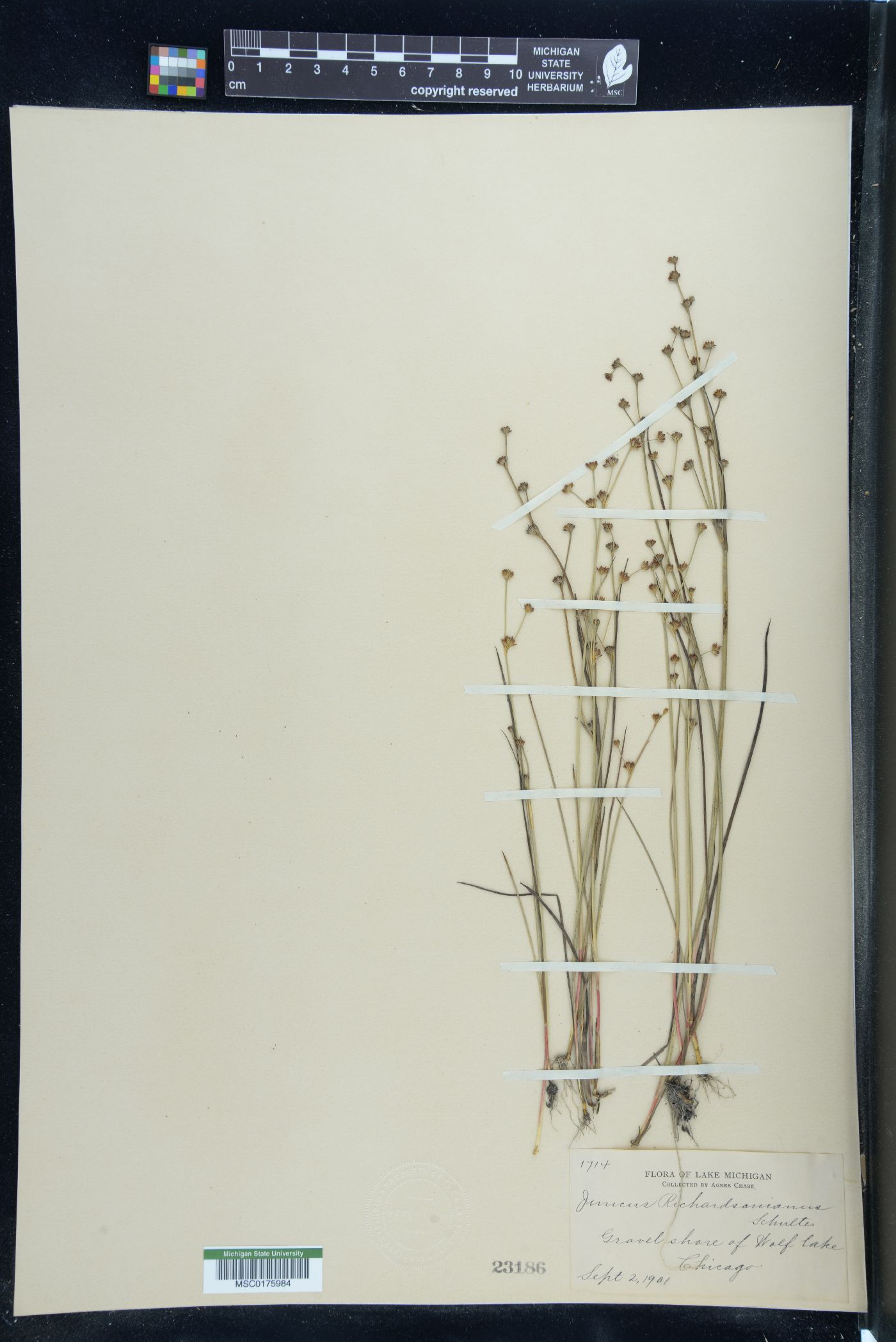 Juncus richardsonianus image