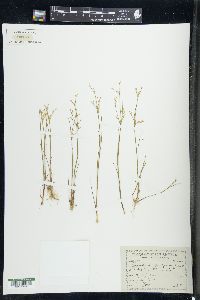 Juncus pelocarpus image