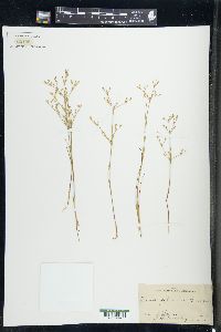 Juncus pelocarpus image