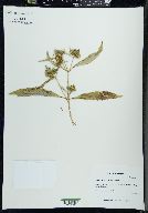 Bidens tripartita image