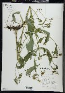 Bidens connata image