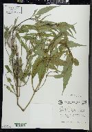 Bidens connata image