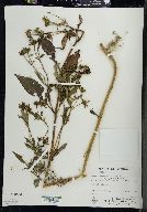 Bidens connata image