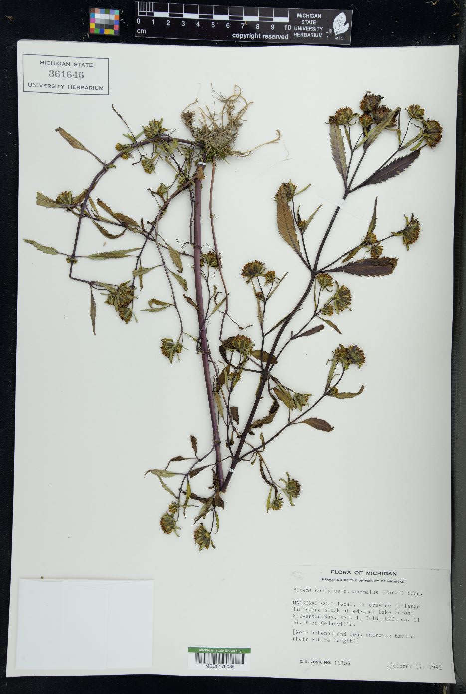 Bidens connata var. anomala image