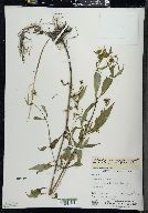 Bidens connata image