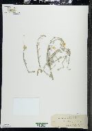 Centaurea solstitialis image