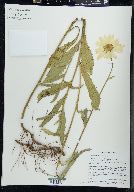 Chrysanthemum lacustre image