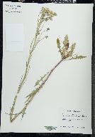 Crepis tectorum image