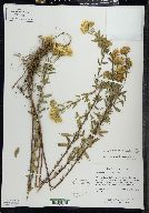 Heterotheca villosa var. villosa image