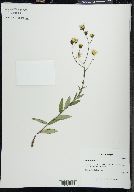 Hieracium kalmii image