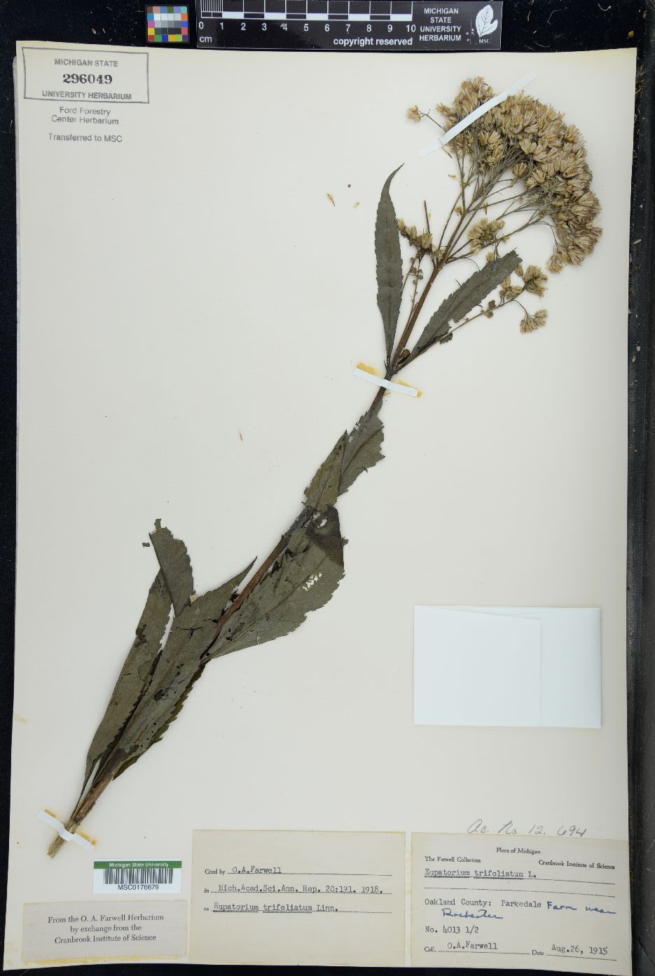 Eupatorium trifoliatum image