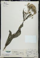 Eupatorium trifoliatum image