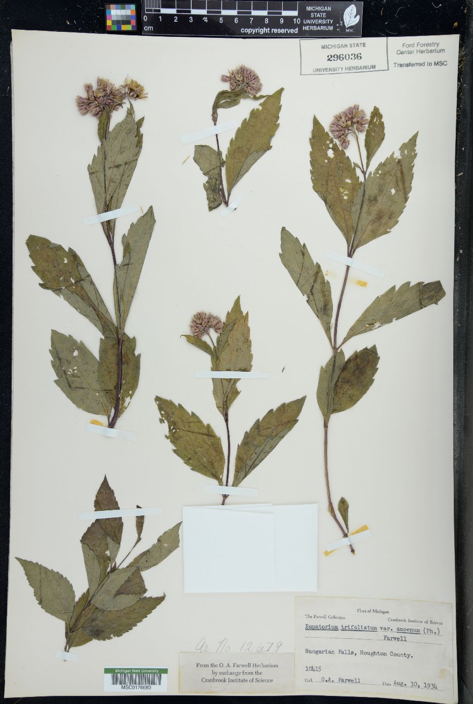 Eupatorium trifoliatum image