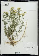 Euthamia remota image