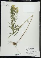 Euthamia remota image