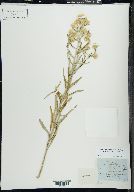 Pseudognaphalium obtusifolium image