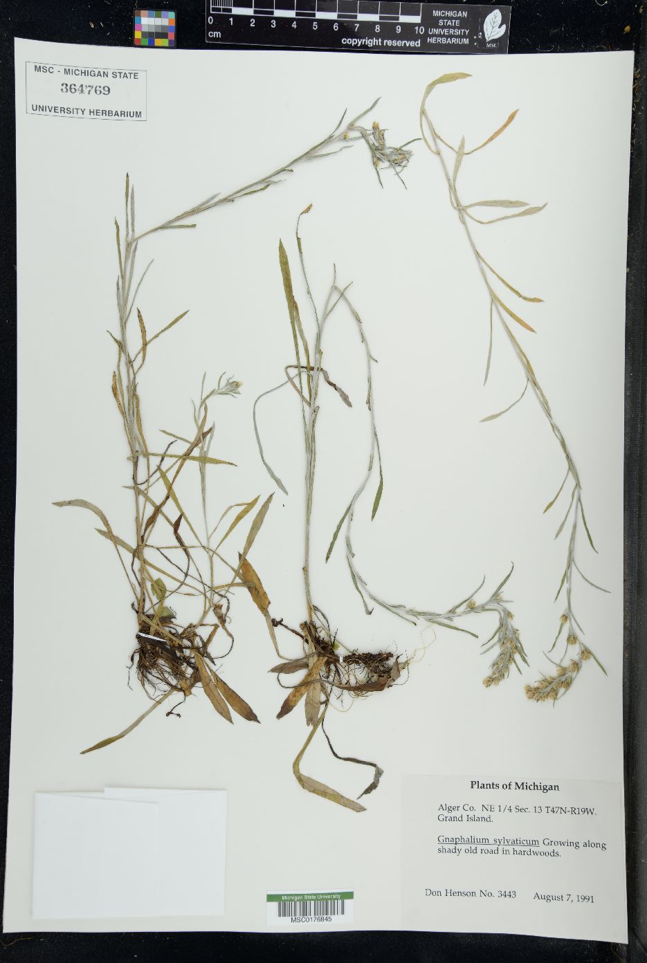 Gnaphalium sylvaticum image