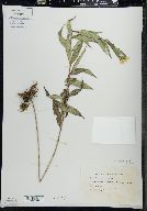 Helianthus giganteus image