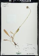 Hieracium aurantiacum image